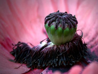 Poppy