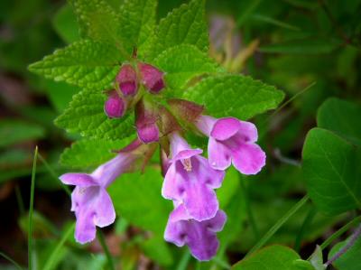 Tuscan Wild Flower