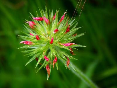 Tuscan Wild Flower