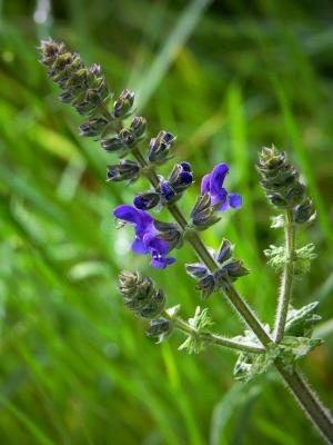 Tuscan Wild Flower