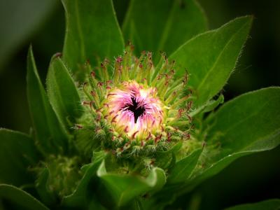 Maybe it will bloom tomorrow..