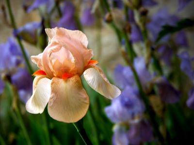 Iris