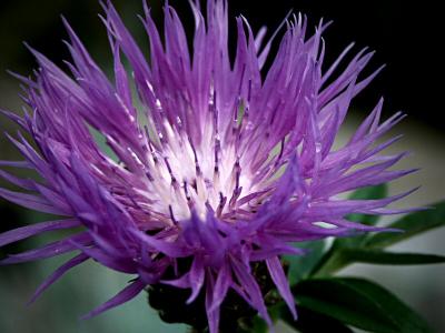 Centauria