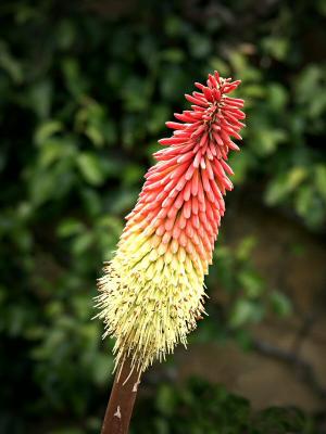 Kniphofia - Red Hot Poker