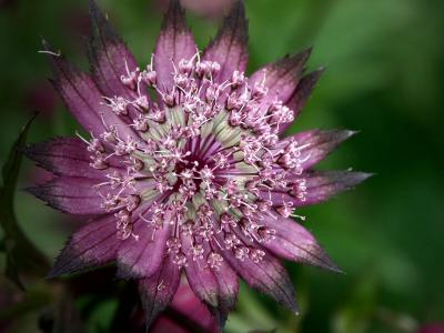 Aquilegia