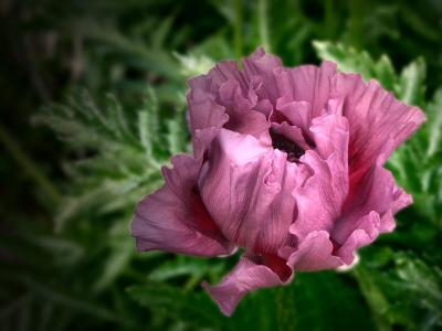 Poppy