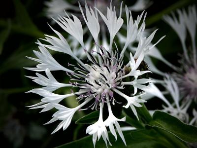 White Corn Flower