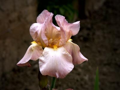 Iris
