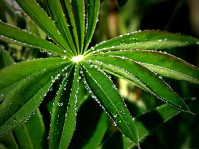 Lupin Leaf