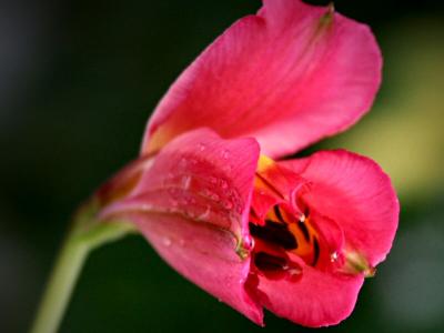 Alstroemeria