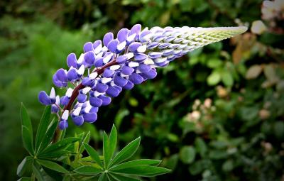 Lupin