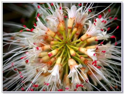 Aesculus Parviflora