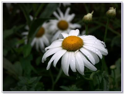 Daisy