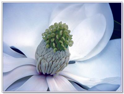 Magnolia