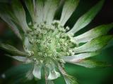 Astrantia - Masterwort