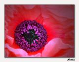 Poppy I