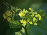 Tuscan wild flower