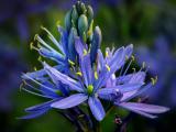 Indian Lily