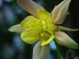 Aquilegia - Columbine