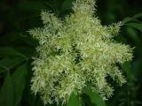 Tuscan Wild Flower
