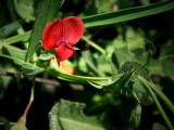 Tuscan Wild Flower