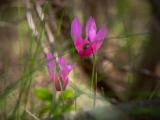 Tuscan Wild Flower