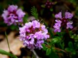Tuscan Wild Flower