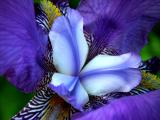 My first Iris this year...