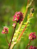 Tuscan Wild Flower