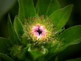 Maybe it will bloom tomorrow..