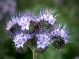 Phacelia tanacetifolia