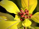 Escallonia