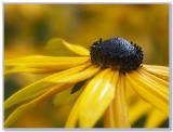 Rudbeckia Goldsturm