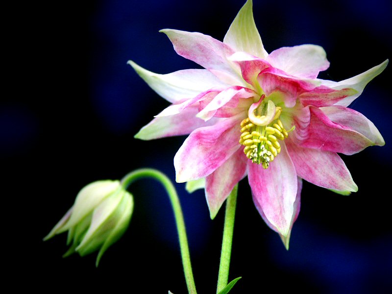 Aquilegia - Columbine