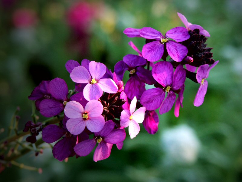 Wallflower