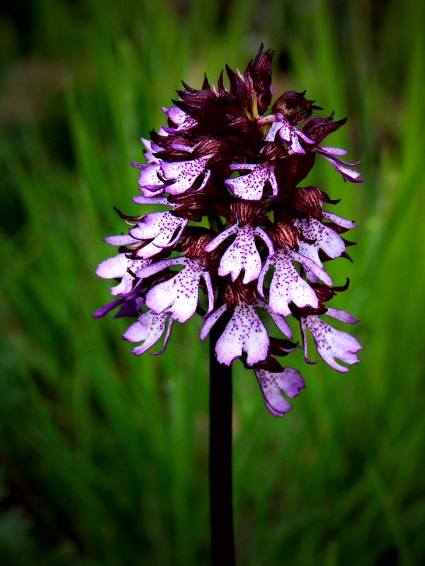 Wild orchid