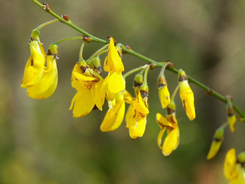 Tuscan wild flower