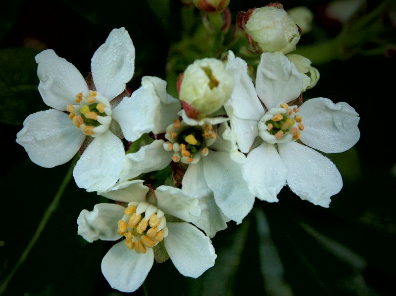 Mexican orange blossom