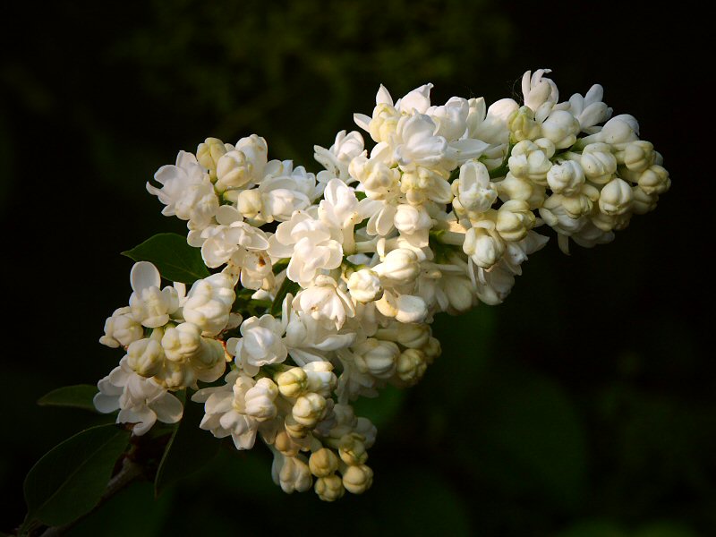 Syringa - Lilac