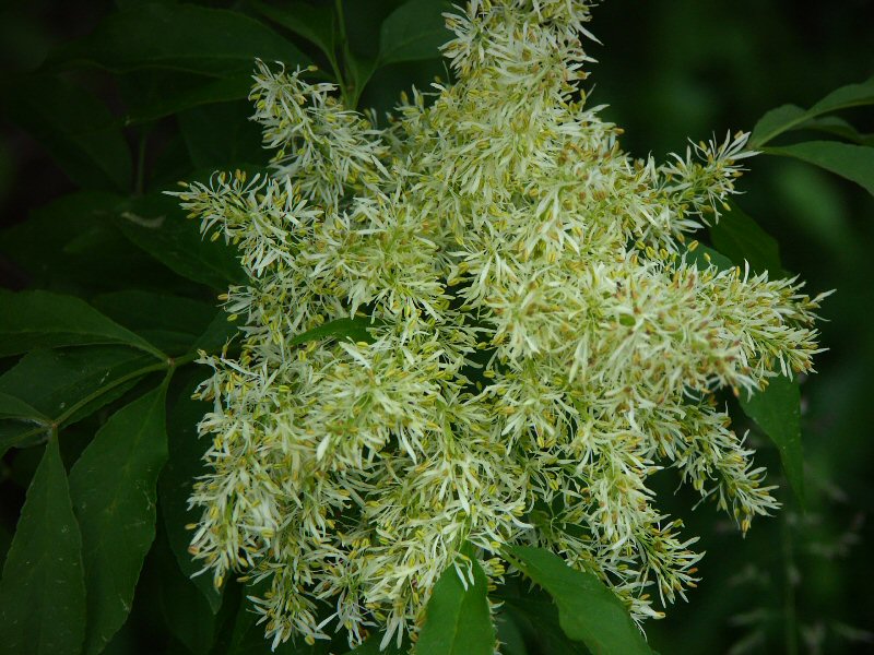Tuscan Wild Flower