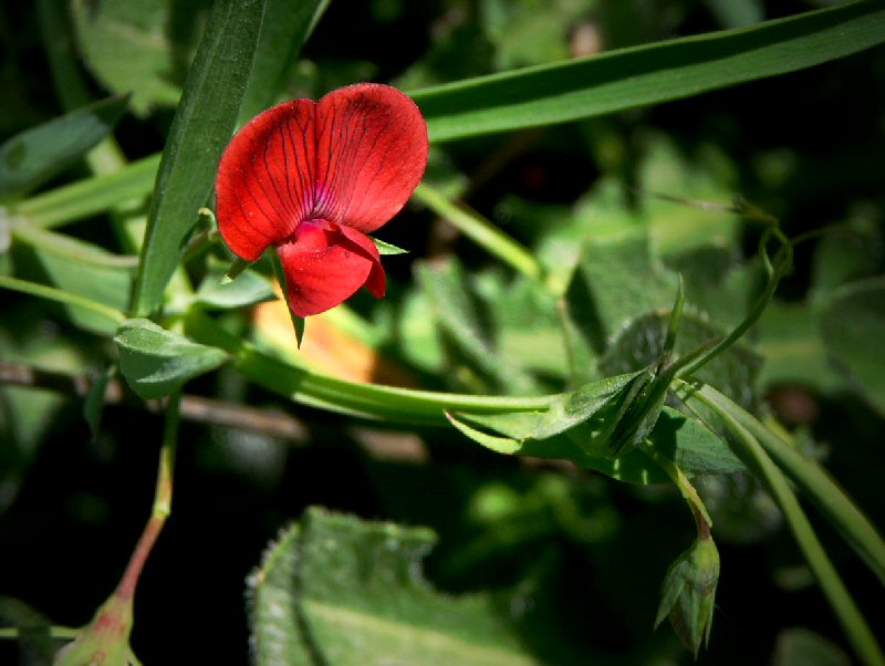 Tuscan Wild Flower