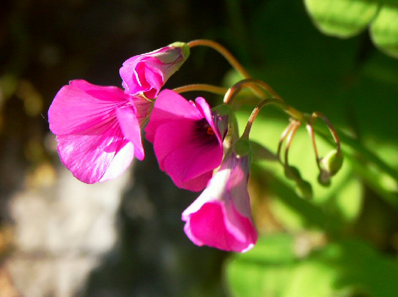 Tuscan Wild Flower