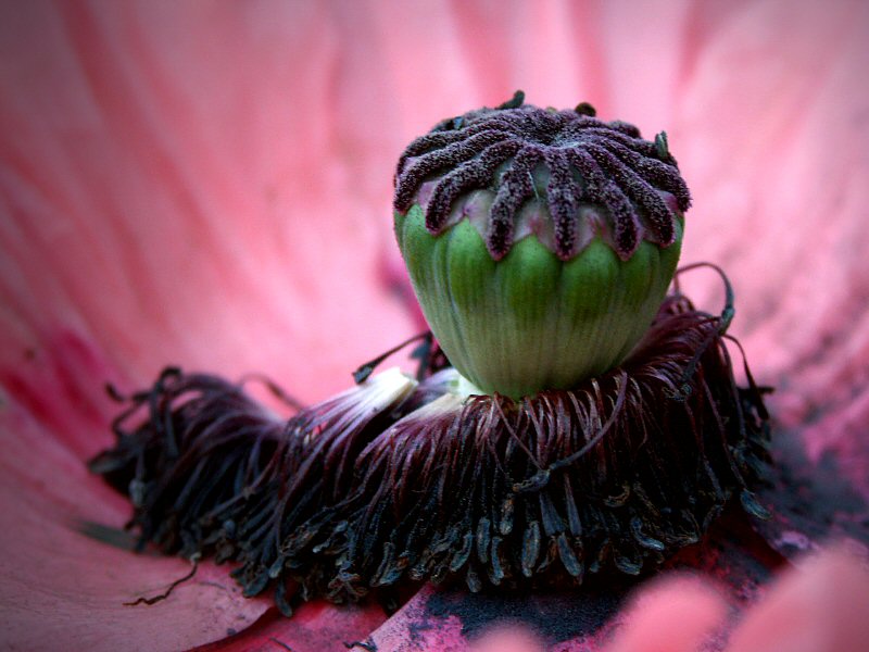 Poppy