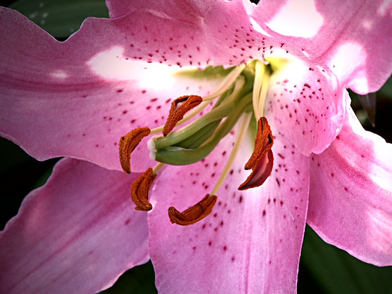My first Lily