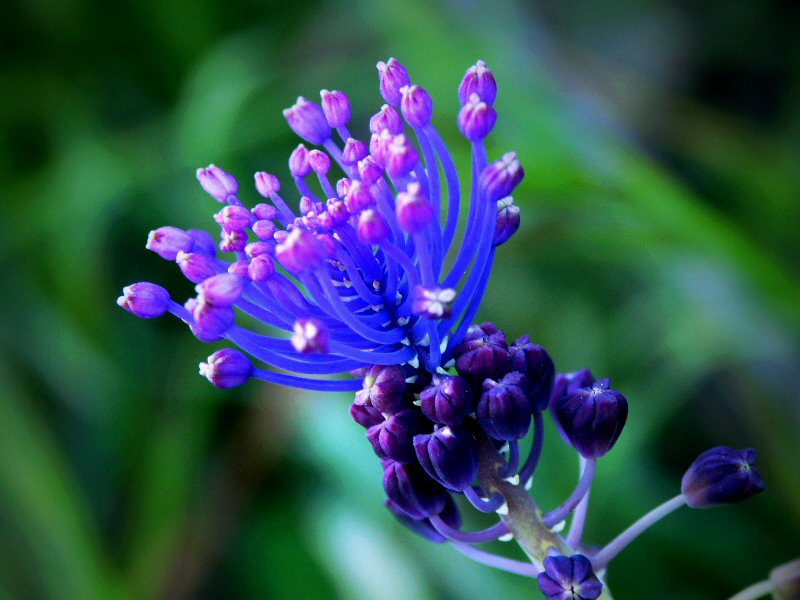 Wild flower