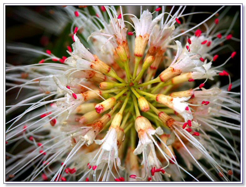 Aesculus Parviflora