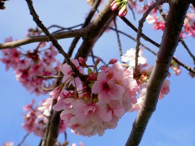 Cherry Blossoms California