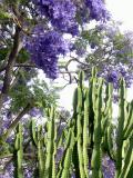 Jacaranda & Cactus Santa Monica