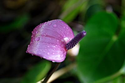 u45/mbruxner/medium/39824867.purpleanthurium_1417.jpg