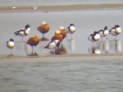 u45/mctodd/medium/29016362.CommonRuddyShelducks.jpg